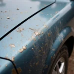 Bird droppings on a car's paint