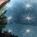 Types of Car Window Cracks