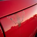 Bird droppings damage on car paint