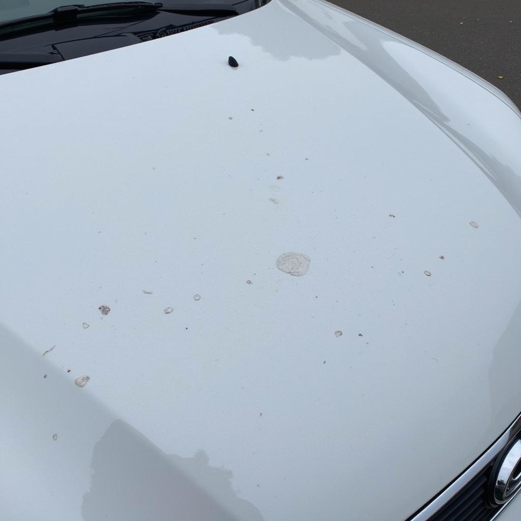 Stone Chip Damage on Car Paint